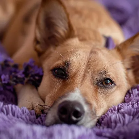 Lägenhet Lux Duplex